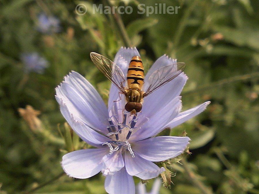 Episyrphus balteatus
